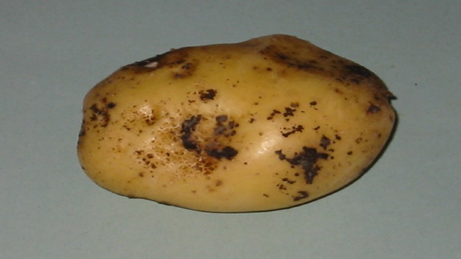 Las 3 enfermedades más comunes en la patata: conoce sus síntomas y soluciones