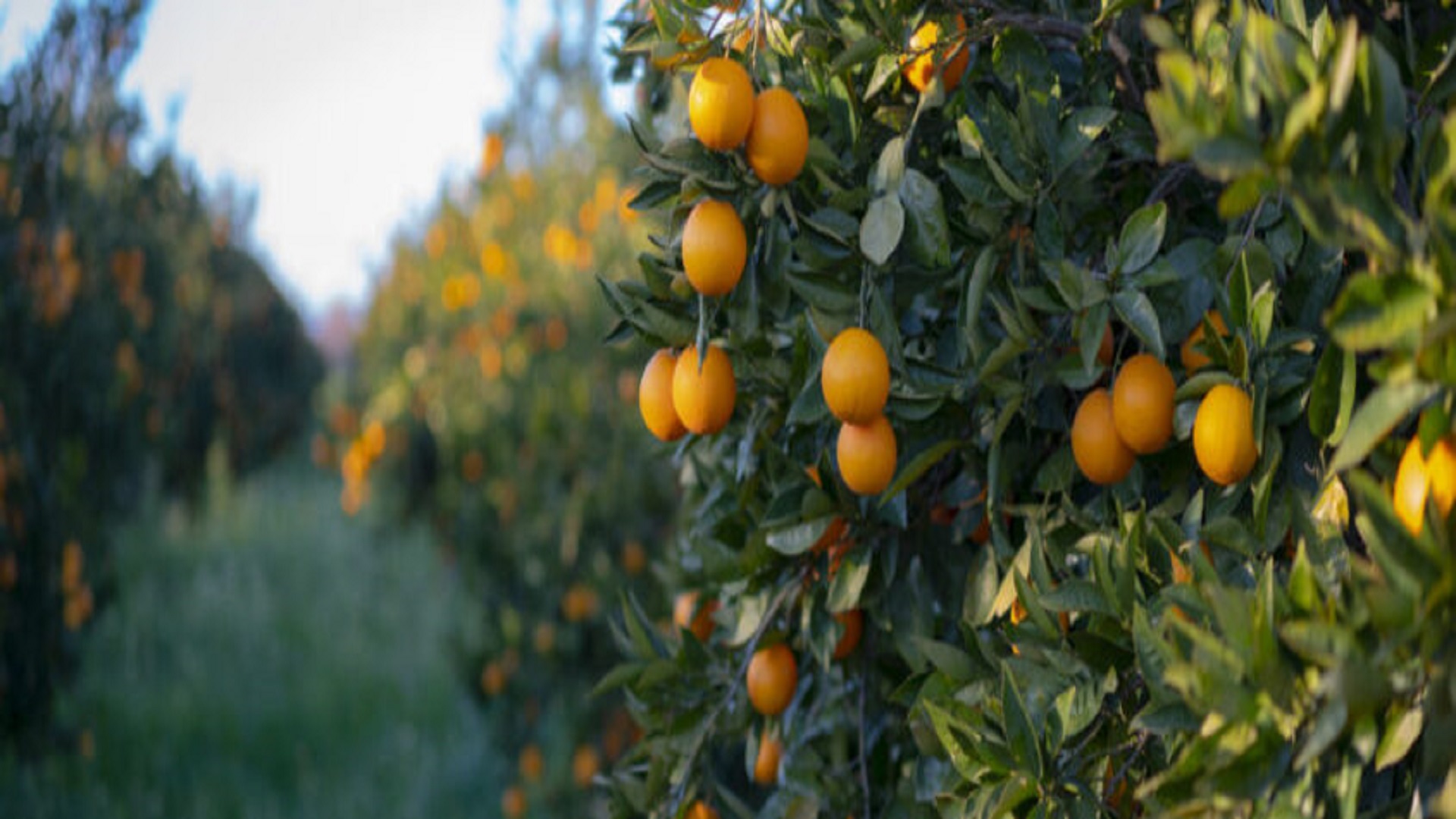 Dinamite®, el acaricida de Certis Belchim que revoluciona la citricultura española