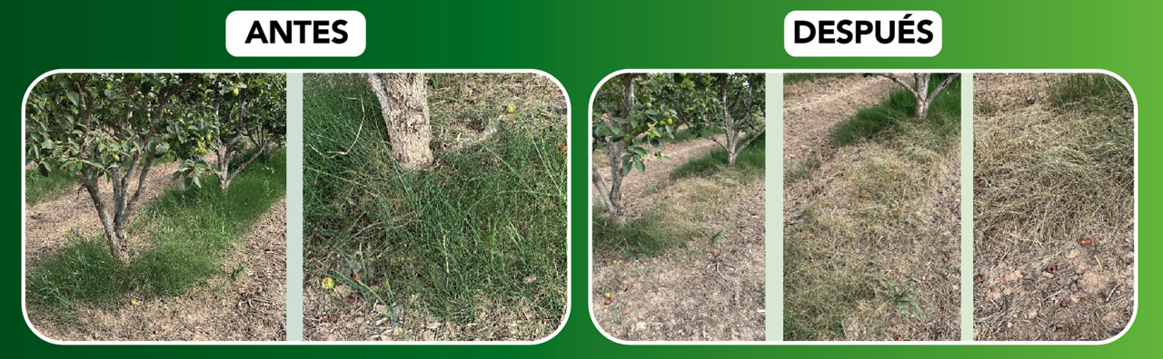 Beloukha®: el herbicida natural con el que Certis Belchim se adelanta al futuro del control de malas hierbas