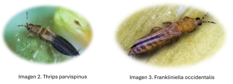 Foto Thrips