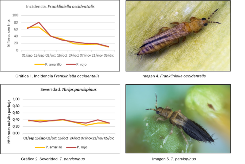 Indicencia y severidad T. parvispinus y F.occidentalis