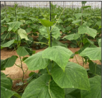 Imagen 1. Desarrollo del cultivo